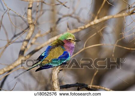 Colorful bird perched on tree branch View Large Photo Image Stock Photograph - Colorful bird perched on tree branch. Fotosearch