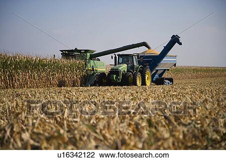 Stock Image - Combine harvesting in corn field. Fotosearch