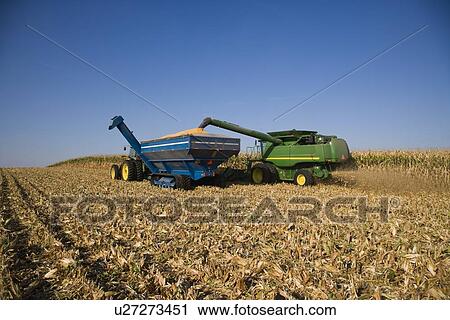 Combine harvesting in corn field View Large Photo Image Stock Image - Combine harvesting in corn field. Fotosearch