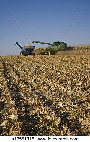 Combine harvesting in corn field View Large Photo Image Stock Photography - Combine harvesting in corn field. Fotosearch