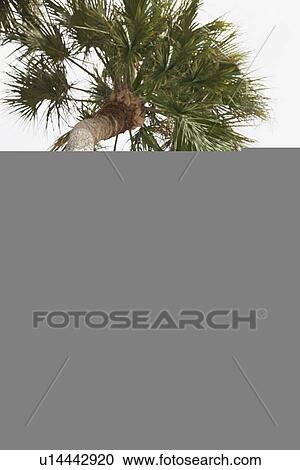 Stock Image - Couple hugging under palm tree. Fotosearch