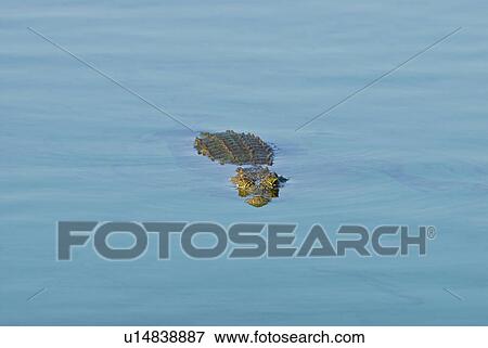 Stock Photo - Crocodile swimming in river. Fotosearch