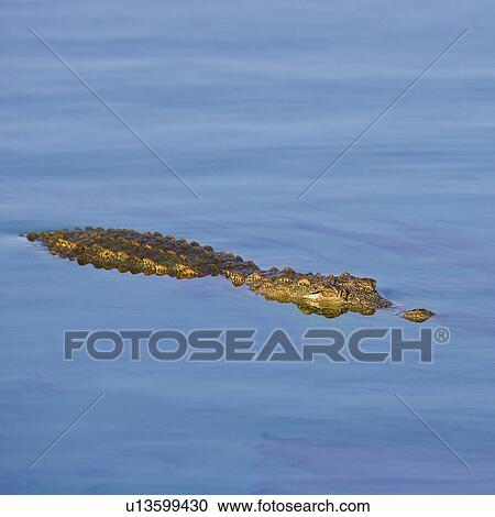 Stock Image - Crocodile swimming in water. Fotosearch