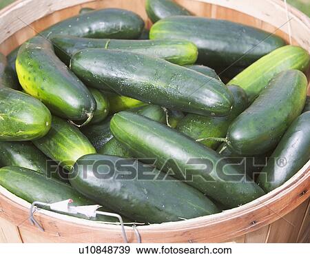 Stock Photo - cucumbers, produce. Fotosearch