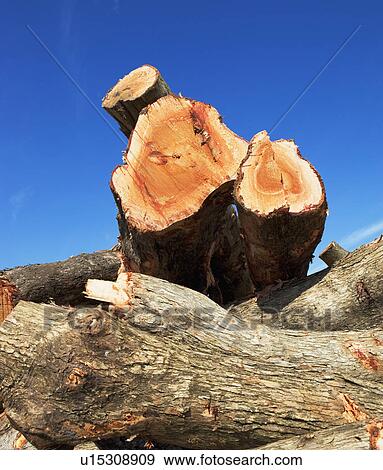 Stock Photo - cut down trees. Fotosearch