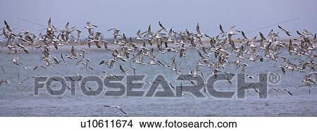 Picture - Damara Terns flying over water, Namibia, Africa. Fotosearch