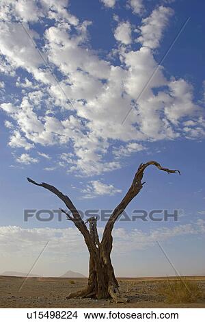 Picture - Dead tree, Namib Desert, Namibia, Africa. Fotosearch