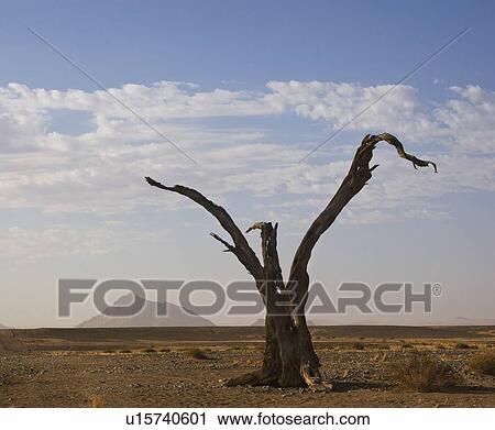 Stock Image - Dead tree, Namib Desert, Namibia, Africa. Fotosearch