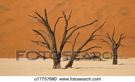 Stock Image - Dead trees, Namib Desert, Namibia, Africa. Fotosearch