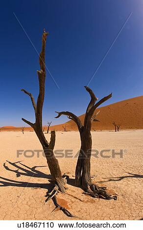 Stock Image - Dead trees, Namib Desert, Namibia, Africa. Fotosearch