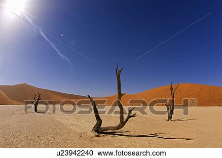 Stock Image - Dead trees, Namib Desert, Namibia, Africa. Fotosearch
