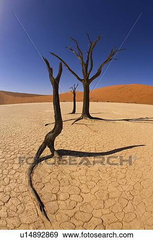 Dead trees, Namib Desert, Namibia, Africa View Large Photo Image Stock Photo - Dead trees, Namib Desert, Namibia, Africa. Fotosearch
