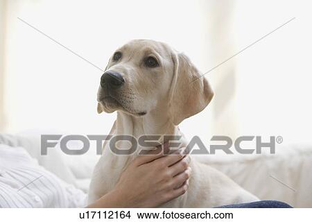 Picture - Dog on woman’s lap. Fotosearch