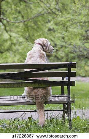 Dog sitting on park bench View Large Photo Image Stock Photo - Dog sitting on park bench. Fotosearch