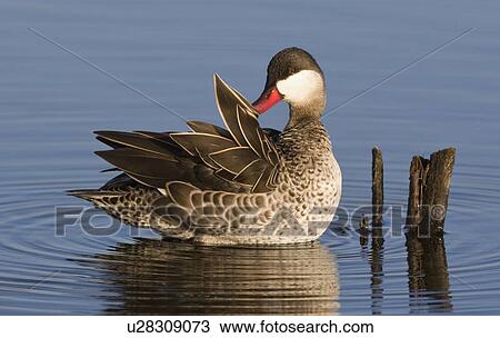 Duck preening feathers View Large Photo Image Stock Image - Duck preening feathers. Fotosearch