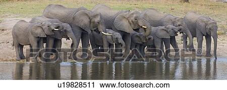Elephants drinking water View Large Photo Image Stock Image - Elephants drinking water. Fotosearch