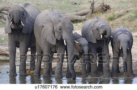 Elephants drinking water View Large Photo Image Stock Photograph - Elephants drinking water. Fotosearch