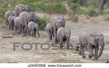Elephants walking in a row View Large Photo Image Stock Photograph - Elephants walking in a row. Fotosearch