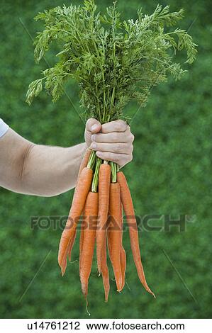 Stock Image - Farmer holding bunch of carrots. Fotosearch