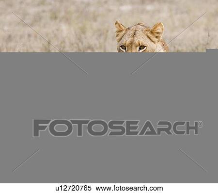 Female lion walking in field View Large Photo Image Stock Photography - Female lion walking in field. Fotosearch