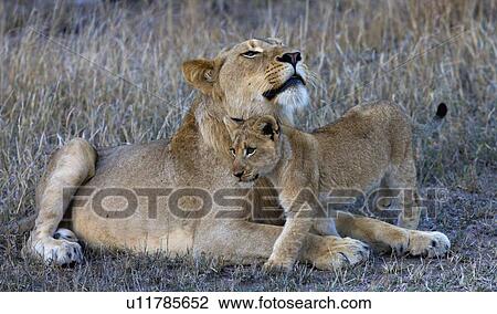 Stock Image - Female lion with cub. Fotosearch