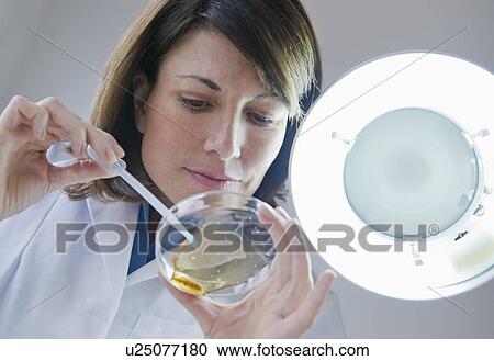 Stock Image - Female scientist dropping liquid in petri dish. Fotosearch