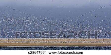 Flock of Damara Terns on coast, Namibia, Africa View Large Photo Image Picture - Flock of Damara Terns on coast, Namibia, Africa. Fotosearch