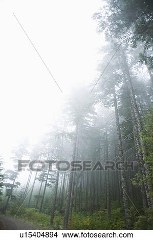 Foggy forest, Hood River, Oregon View Large Photo Image Picture - Foggy forest, Hood River, Oregon. Fotosearch