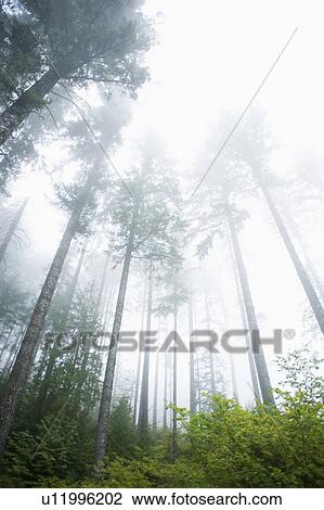 Stock Image - Foggy forest, Hood River, Oregon. Fotosearch