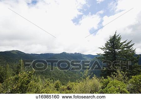 Forest and mountains View Large Photo Image Stock Image - Forest and mountains. Fotosearch
