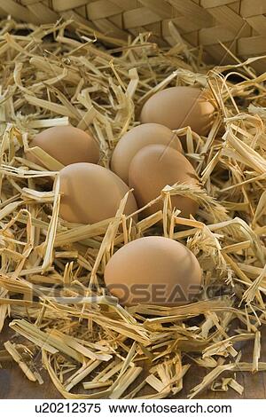 Stock Photography - Fresh eggs in hay. Fotosearch