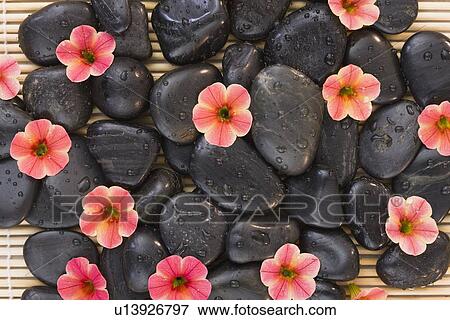 Stock Photo - Fresh flowers arranged on spa rocks. Fotosearch