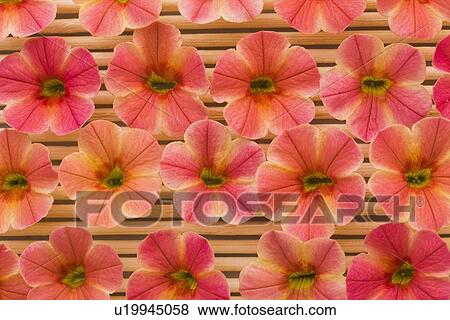 Fresh flowers in a row View Large Photo Image Stock Photo - Fresh flowers in a row. Fotosearch