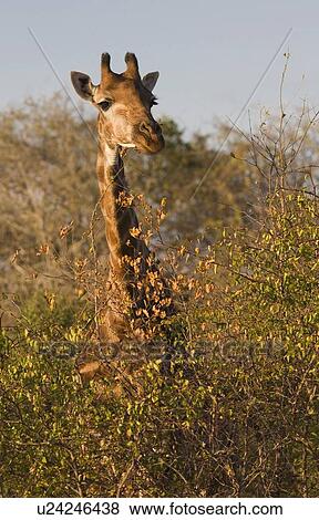 Stock Photo - Giraffe standing behind trees. Fotosearch