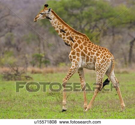 Stock Photo - Giraffe walking, Greater Kruger National Park, South Africa. Fotosearch