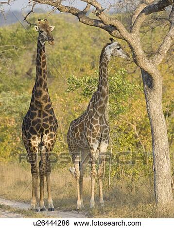 Stock Photograph - Giraffes standing under tree. Fotosearch