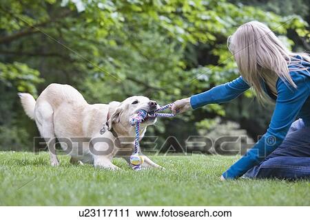 Girl playing tug-of-war with dog View Large Photo Image Stock Image - Girl playing tug-of-war with dog. Fotosearch