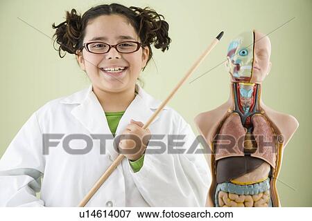 Girl pointing at human anatomy model View Large Photo Image Stock Photo - Girl pointing at human anatomy model. Fotosearch