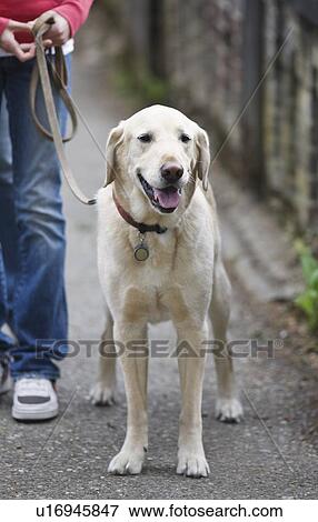 Stock Photo - Girl walking dog on leash. Fotosearch