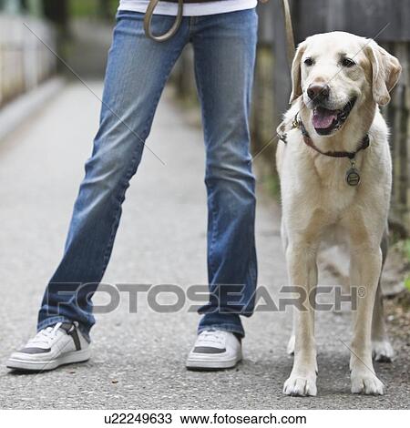 Stock Image - Girl walking dog. Fotosearch