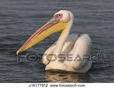 Stock Image - Great White Pelican floating in water, Namibia, Africa. Fotosearch