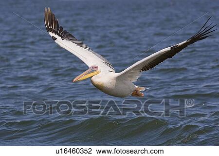 Great White Pelican flying over water, Namibia, Africa View Large Photo Image Stock Image - Great White Pelican flying over water, Namibia, Africa. Fotosearch