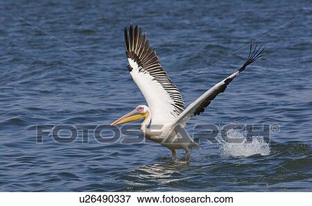 Great White Pelican landing in water, Namibia, Africa View Large Photo Image Stock Photo - Great White Pelican landing in water, Namibia, Africa. Fotosearch