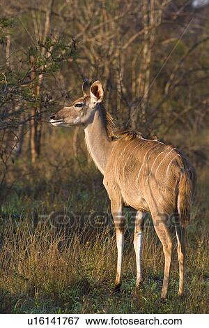 Stock Photo - Greater Kudu next to trees, Greater Kruger National Park, South Africa. Fotosearch