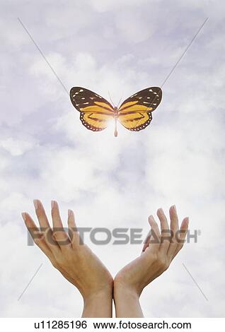 Stock Photograph - Hands releasing butterfly. Fotosearch
