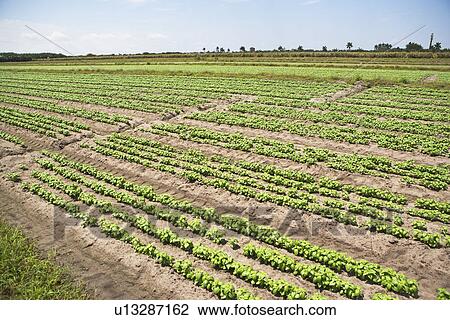 High angle view of basil farm, Florida, United States View Large Photo Image Stock Image - High angle view of basil farm, Florida, United States. Fotosearch