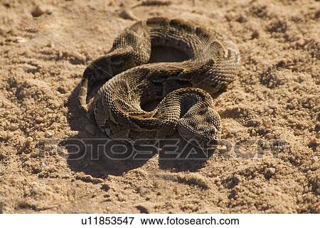 High angle view of coiled snake in sand View Large Photo Image Stock Photo - High angle view of coiled snake in sand. Fotosearch