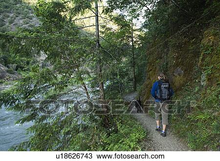Hiker and dog on forest trail View Large Photo Image Stock Image - Hiker and dog on forest trail. Fotosearch