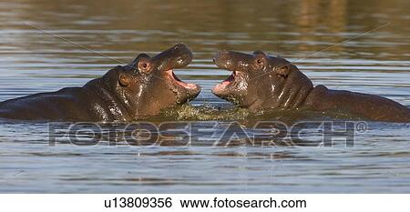 Hippopotami swimming in lake View Large Photo Image Stock Photograph - Hippopotami swimming in lake. Fotosearch