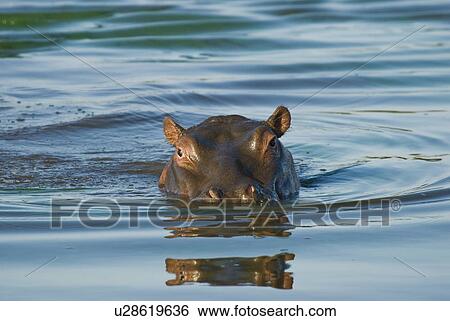 Hippopotamus swimming in river View Large Photo Image Stock Photograph - Hippopotamus swimming in river. Fotosearch